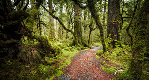 Fiordland Track