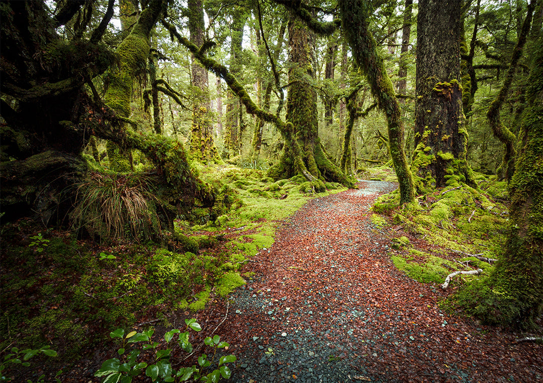 Fiordland Track