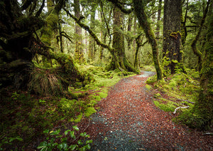 Fiordland Track