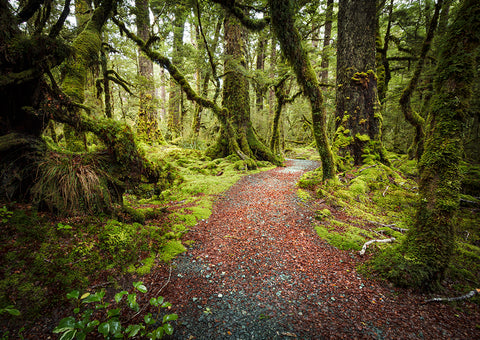 Fiordland Track