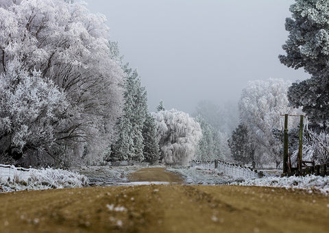 Hoar Frost