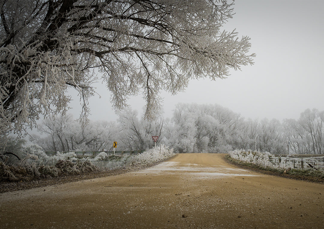 Hoar Frost Give Way