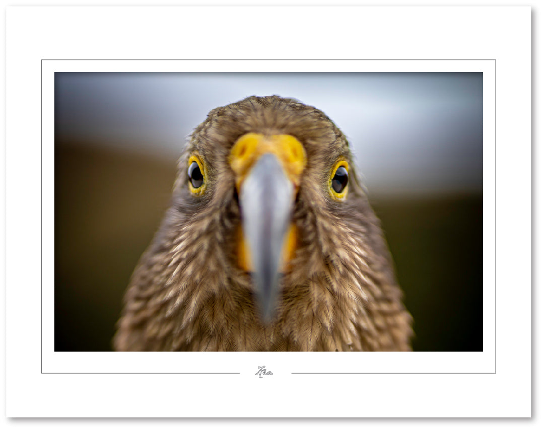 Cheeky Kea