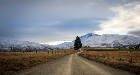 The Downs Lone Tree