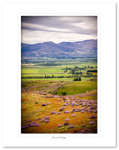 Central Otago, thyme