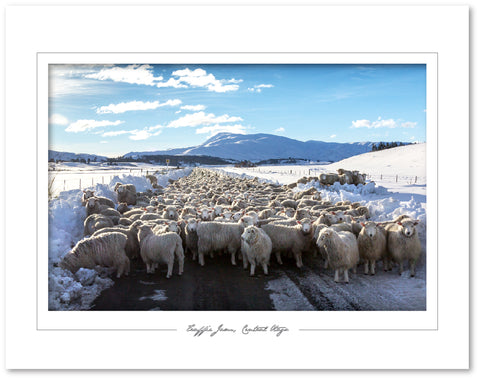 Traffic jam, Central Otago