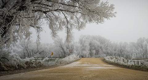 Hoar Frost Give Way